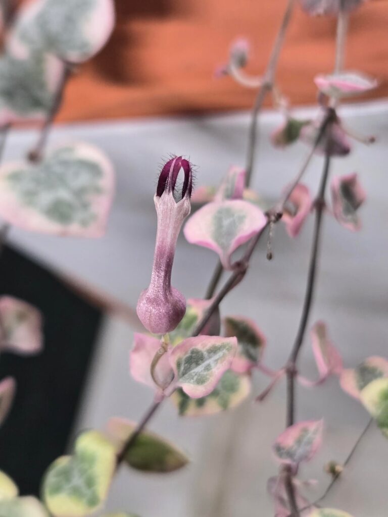 My variegated string of hearts gave me a flower!