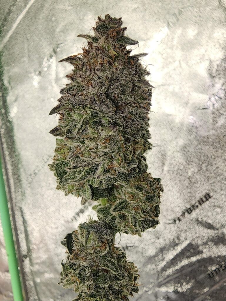 Grape Cookies Update