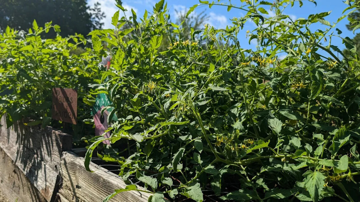 Yahoo lifestyle home