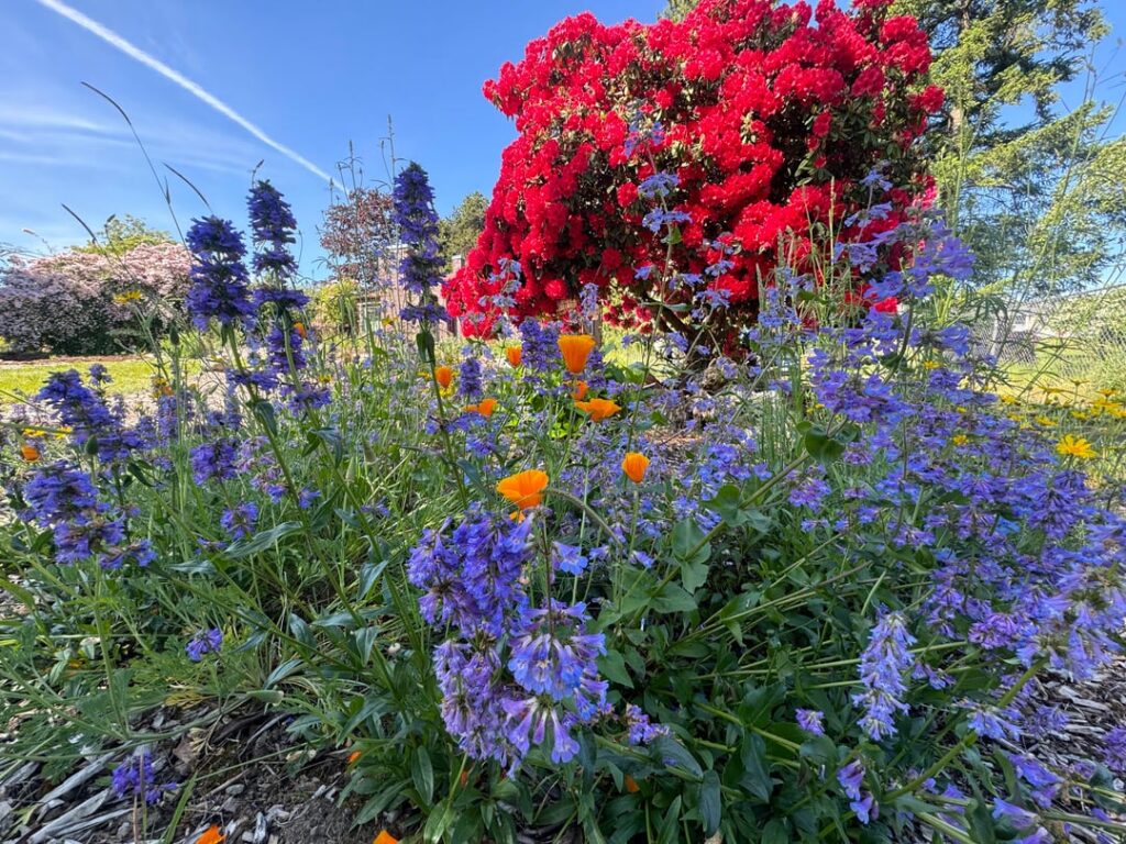 My favorite pics from the garden in order starting from May through today! My favorite pics from the garden in order starting from May through today!