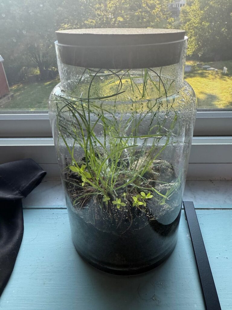 First Jarrarium.  Gathered some soil from the Florida Everglades a couple months ago.