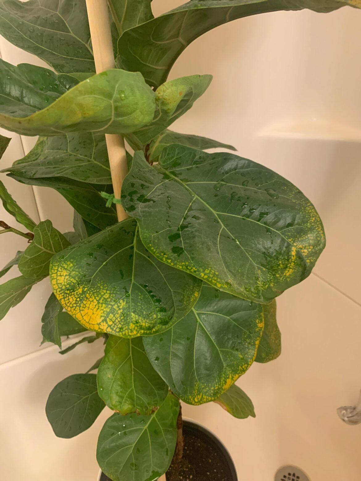 Yellow leaves