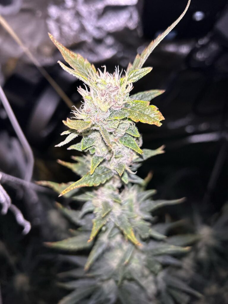 Any advice? First grow! Any advice? First grow!