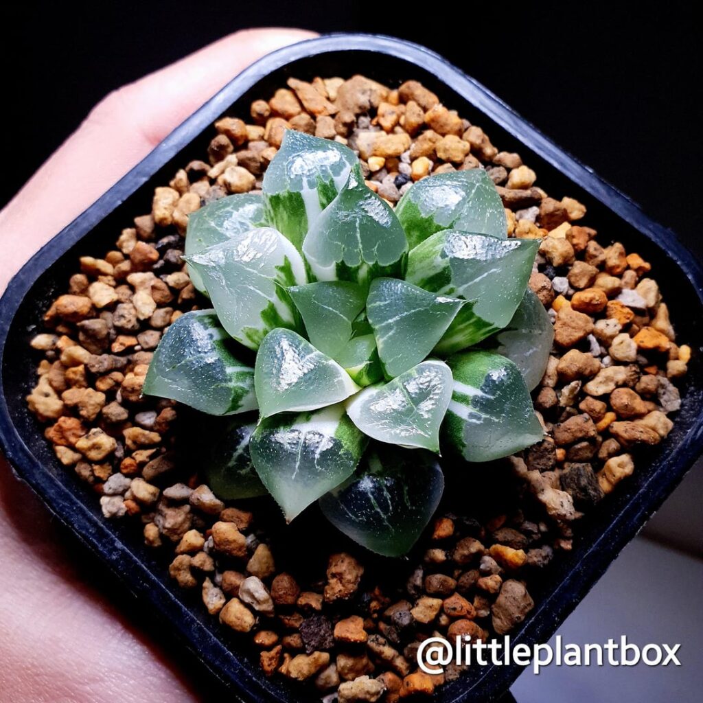Haworthia Correcta 'Glazed Glass' Variegated