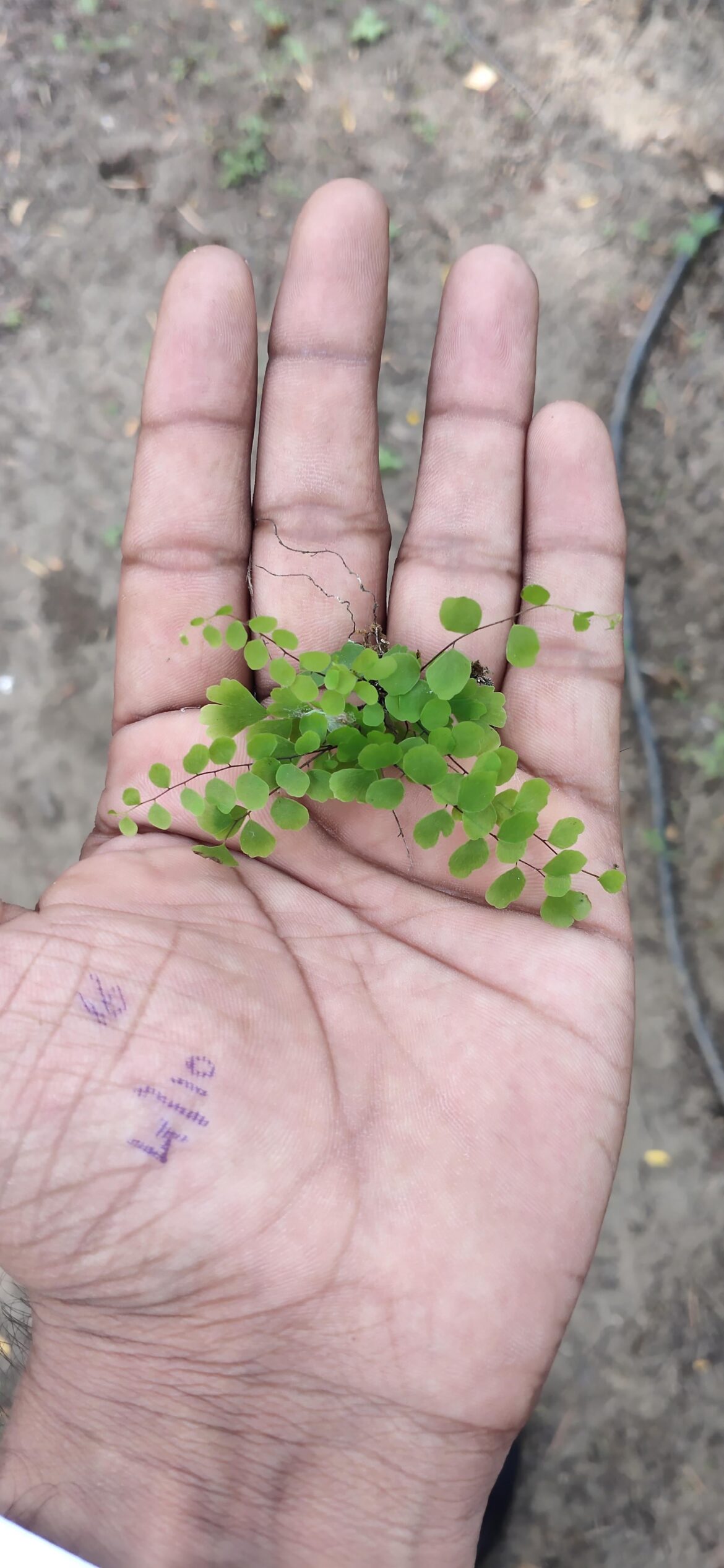 Id for this tiny fern plant?