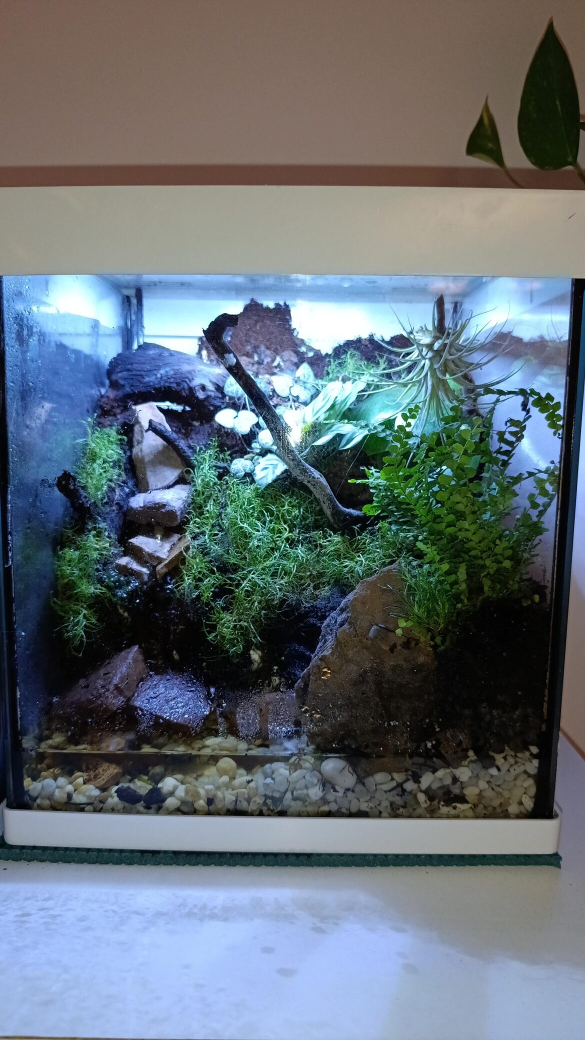 My first terrarium My first terrarium