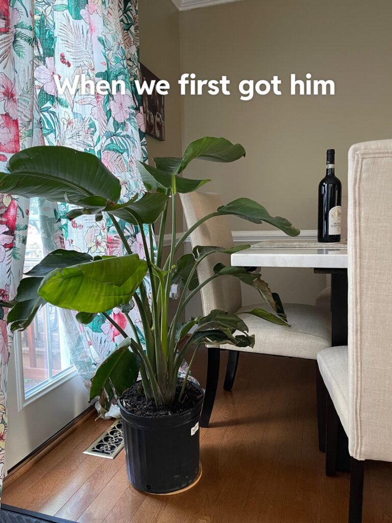 Please help with my bird of paradise Please help with my bird of paradise