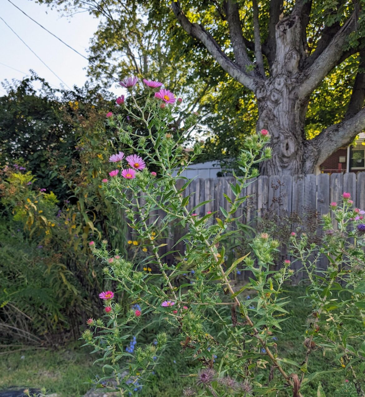 Love my pink New England asters