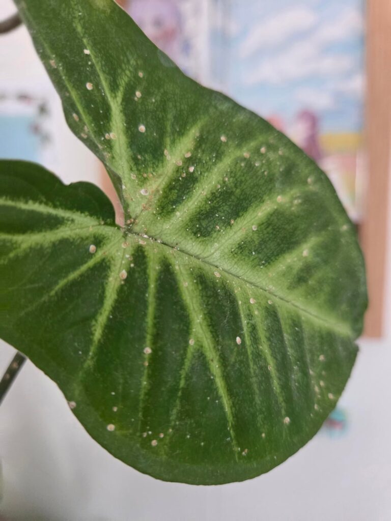Anyone know what this is on my plant?