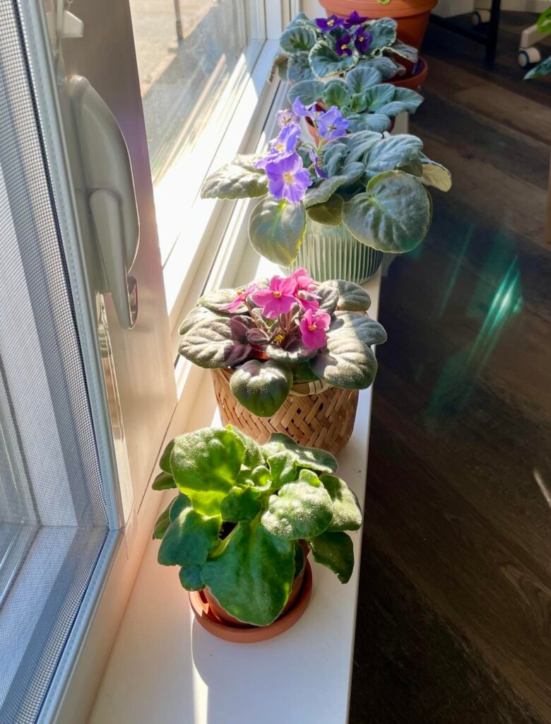 My beautiful AVs in bloom!