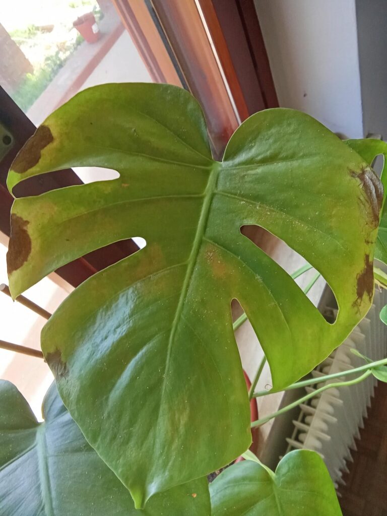 What are these brown spots on my Monstera? What are these brown spots on my Monstera?