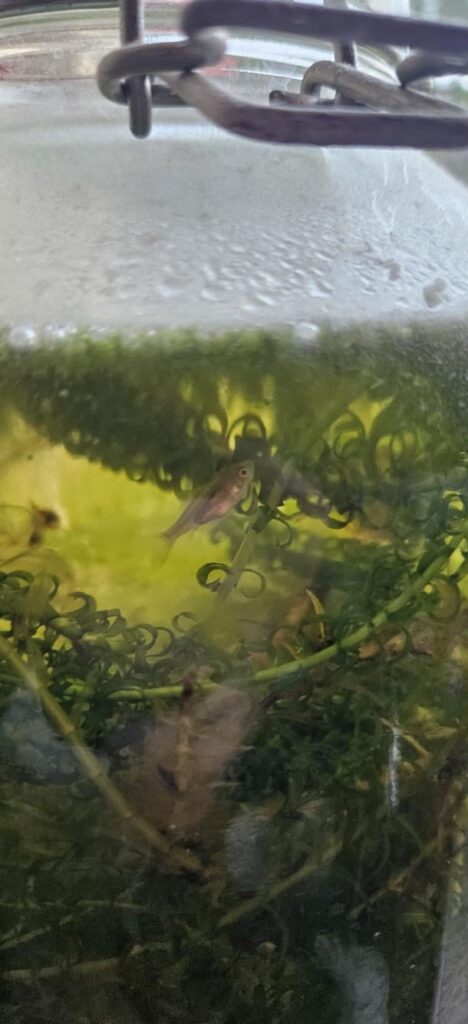 Small fish appeared in jar, what do?