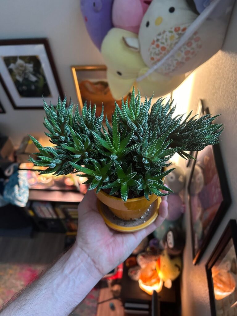6 year old Zebra Plant (Haworthiopsis fasciata)is thriving