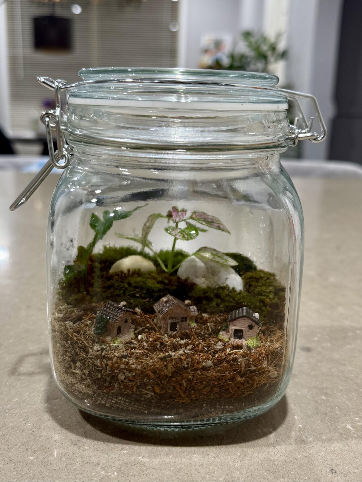 My second terrarium.