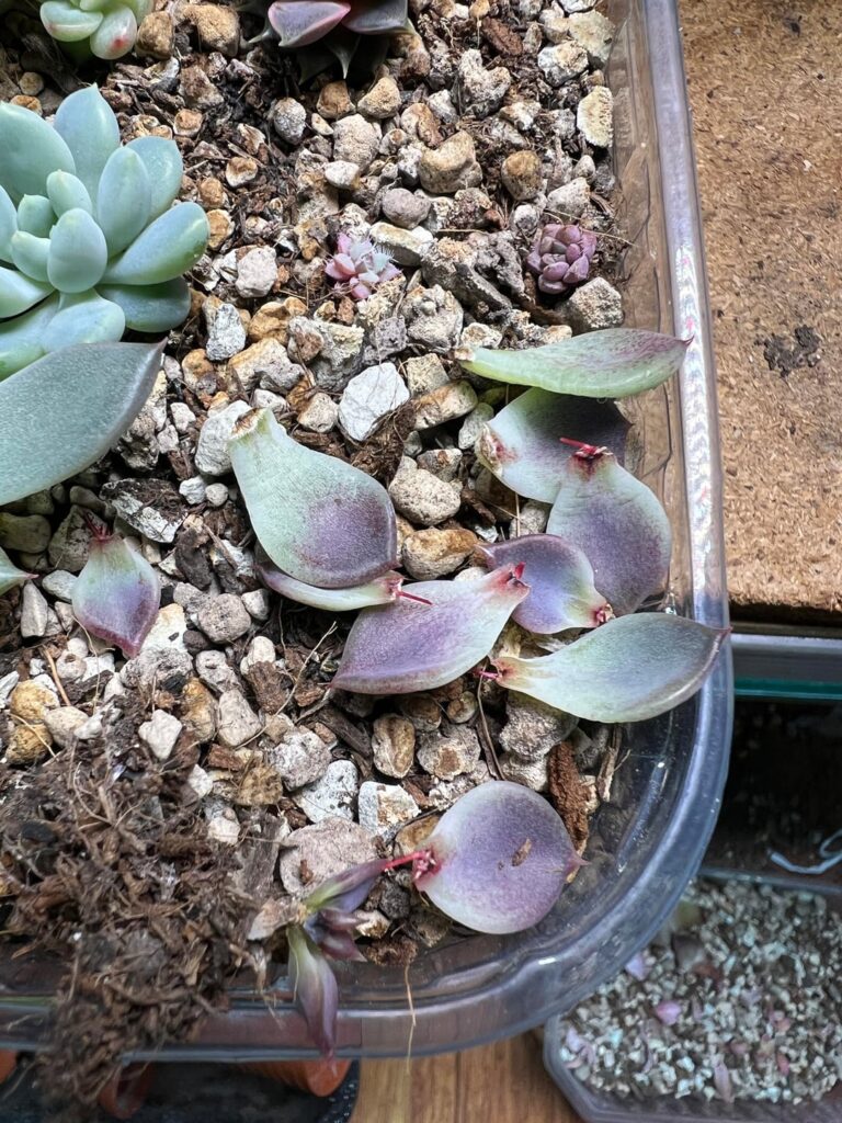 One of my seedlings started to rot luckily I was quick enough to catch it
