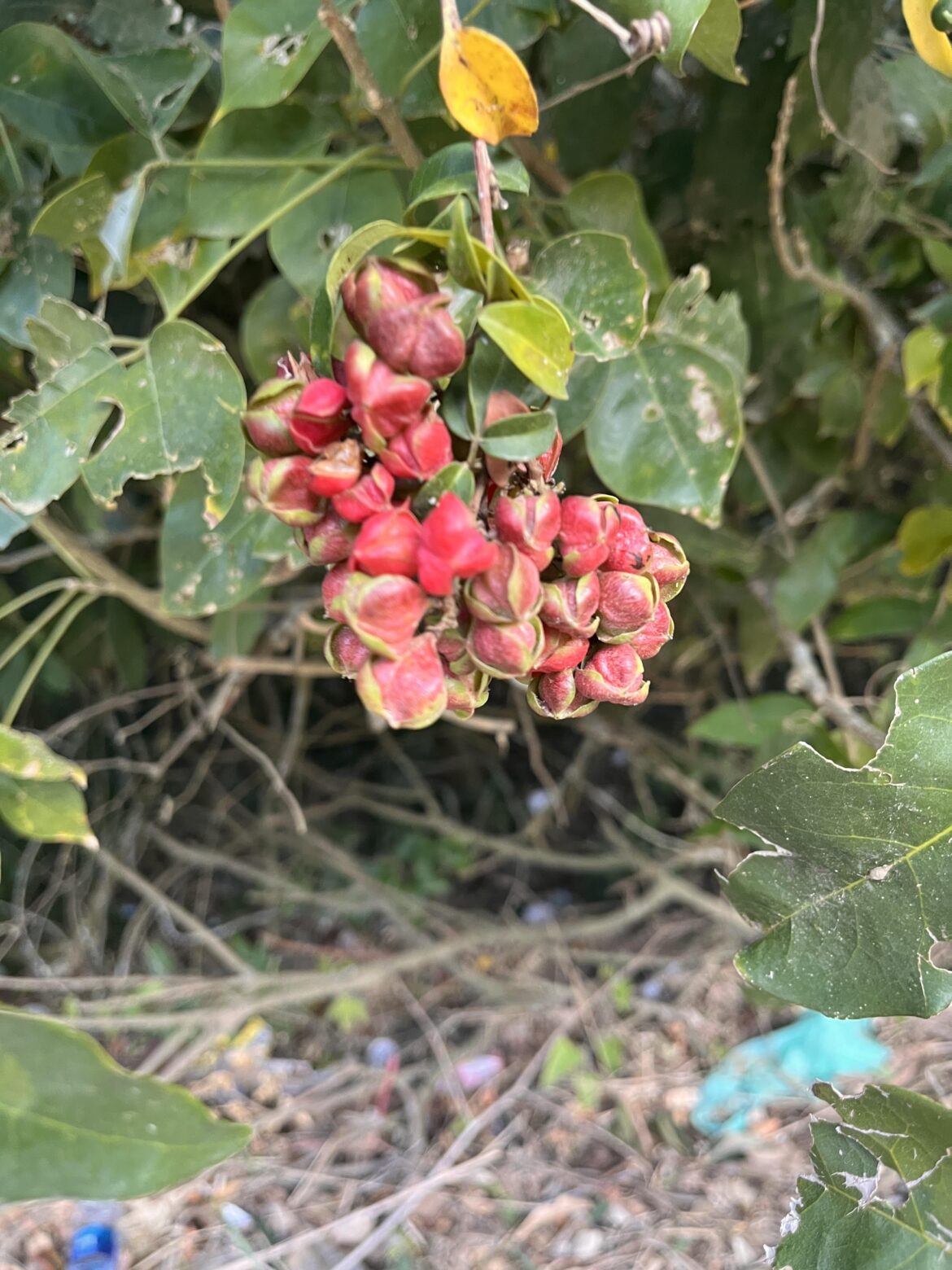 What's it called?