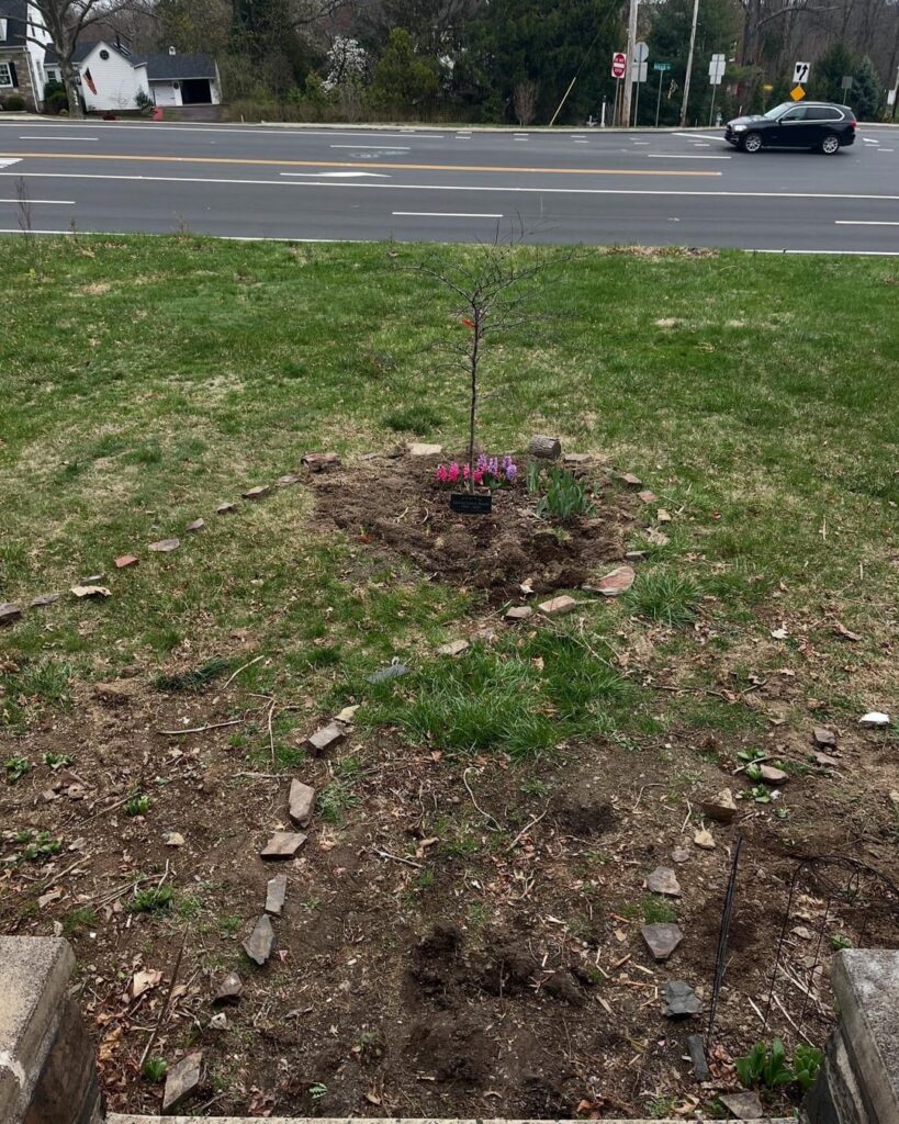 From boring front lawn to colorful paradise in 3 months (April 2025-July 2025)