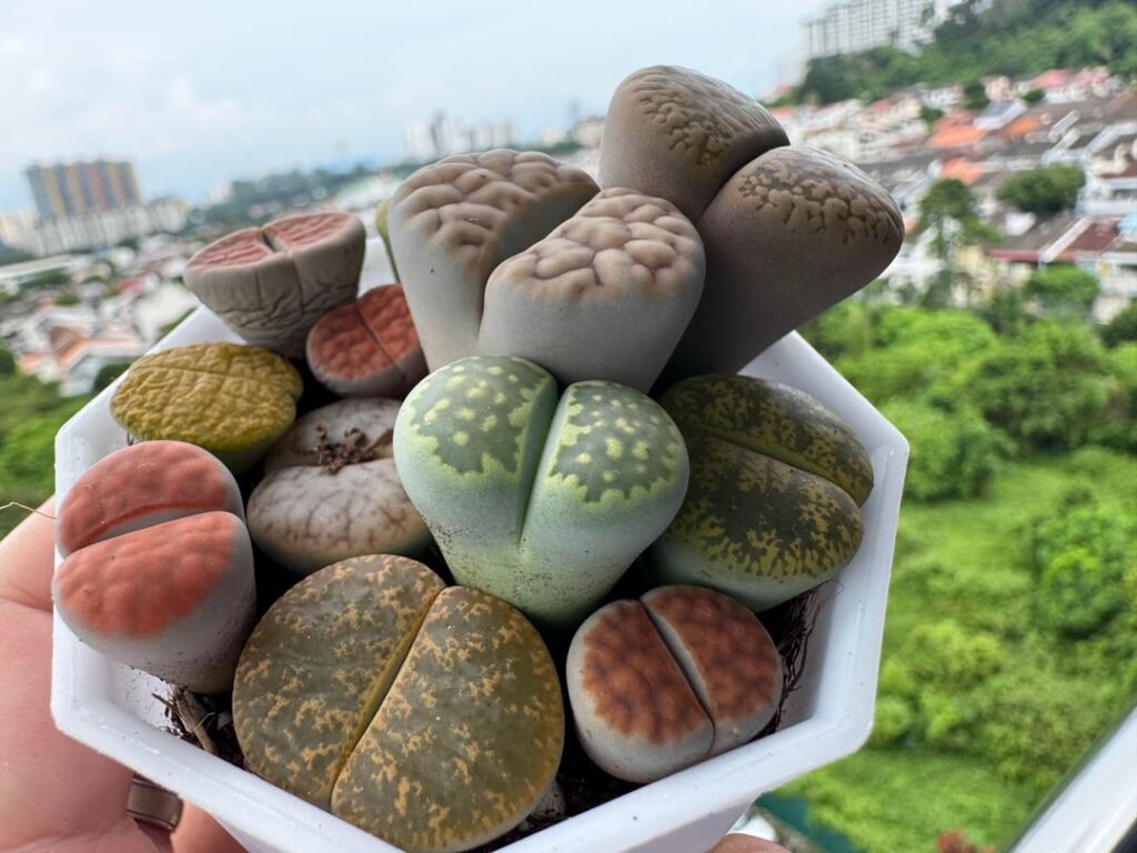 One week after I bought - should I repot or water ? A few seems growing taller - didn’t expect this fast