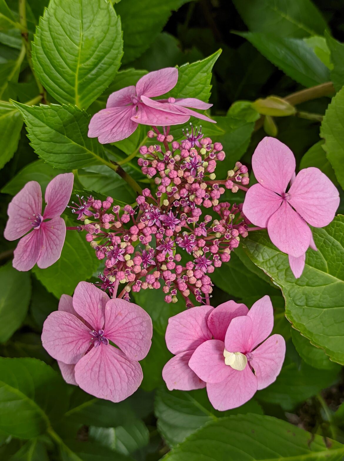 Hydrangea