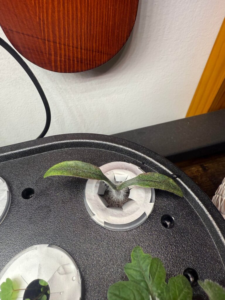 Does anyone know what this is?