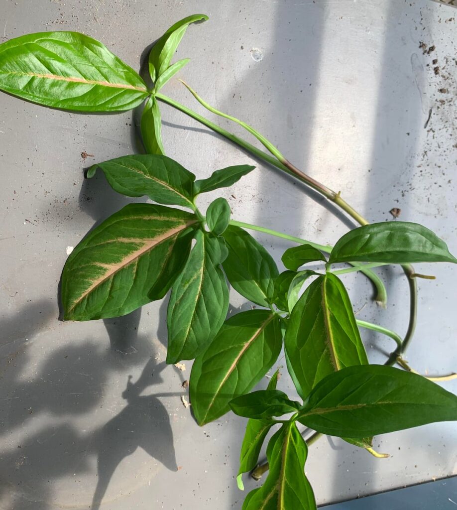 Deformed leaves after repotting 20+ yr old Syngoniun Deformed leaves after repotting 20+ yr old Syngoniun