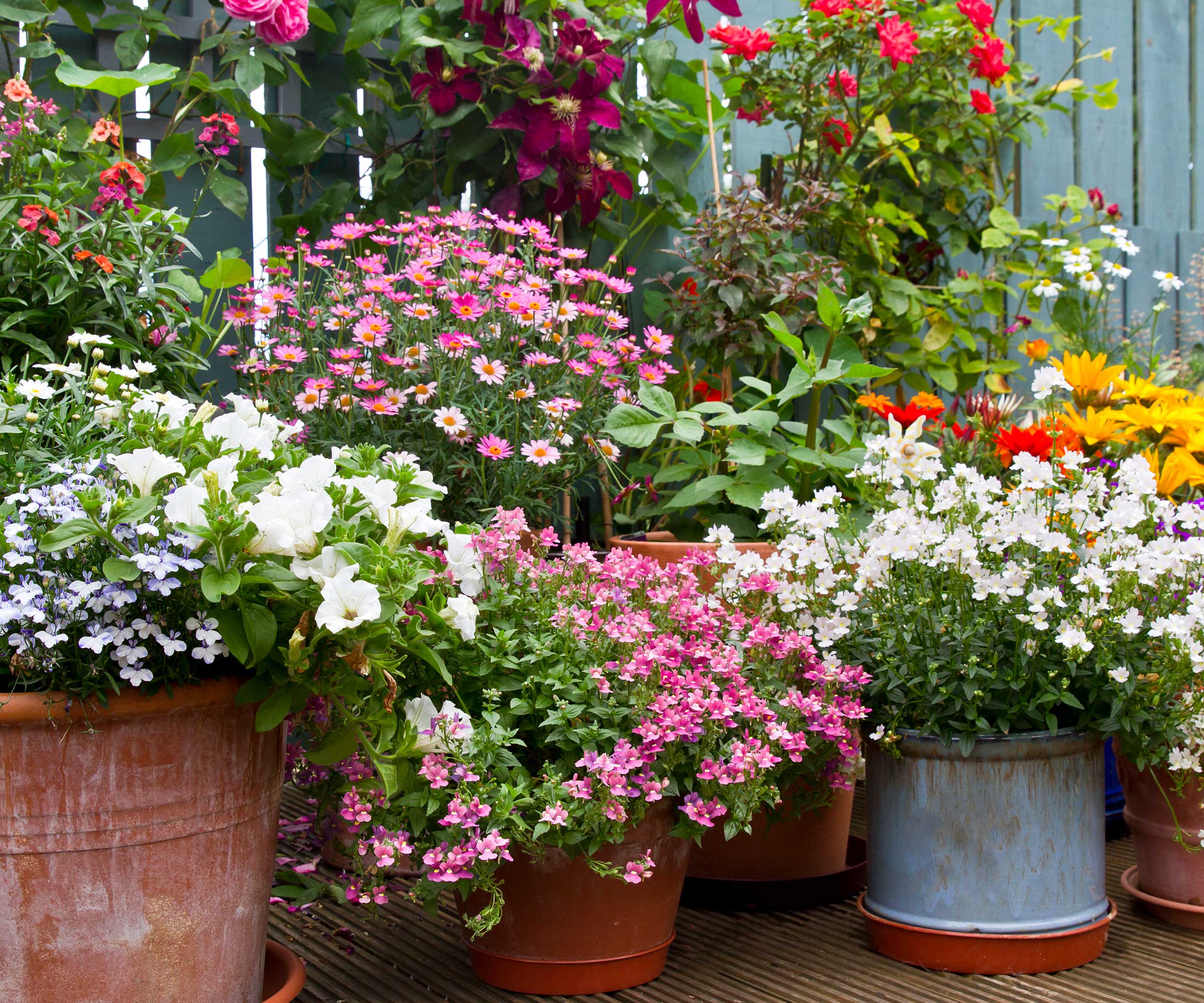 colorful flowers in pots