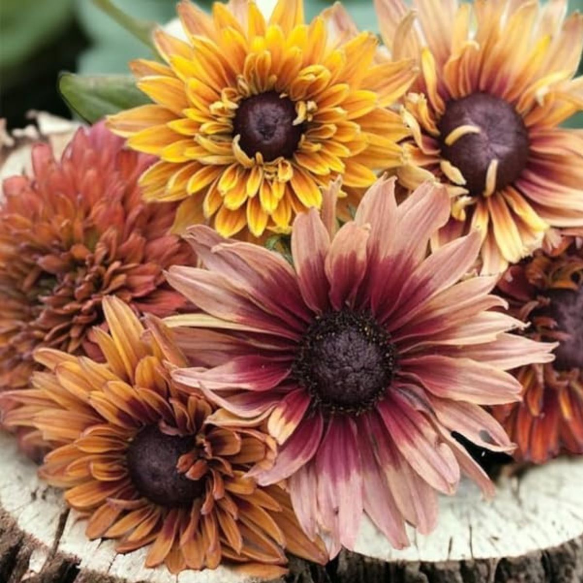 Rudbeckia