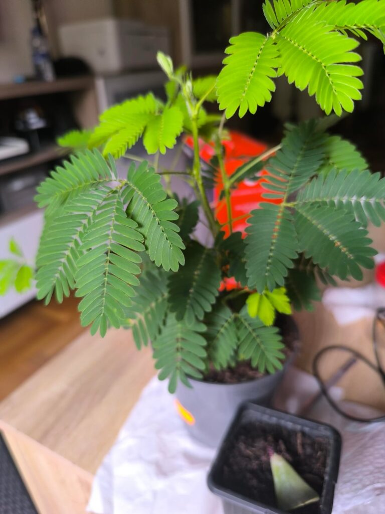 What's going on with my mimosa pudica?
