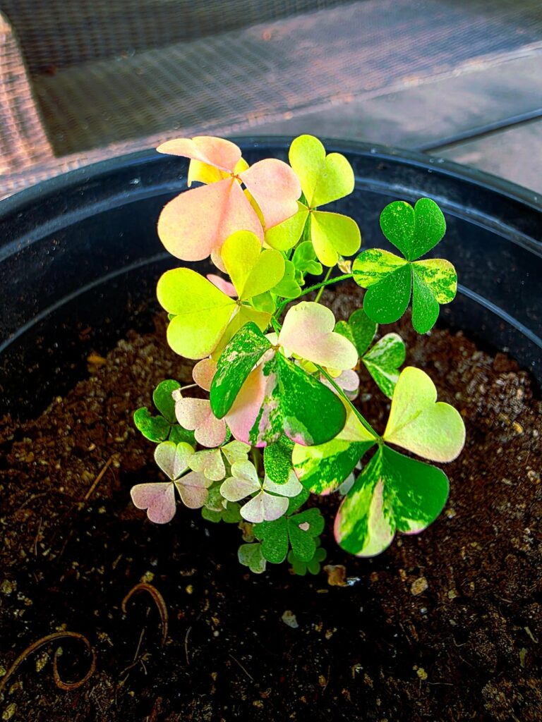 My Unconventional Project- Variegated Cream, Blush, Lime, Emerald, and White Wood Sorrel (Oxalis stricta) My Unconventional Project- Variegated Cream, Blush, Lime, Emerald, and White Wood Sorrel (Oxalis stricta)