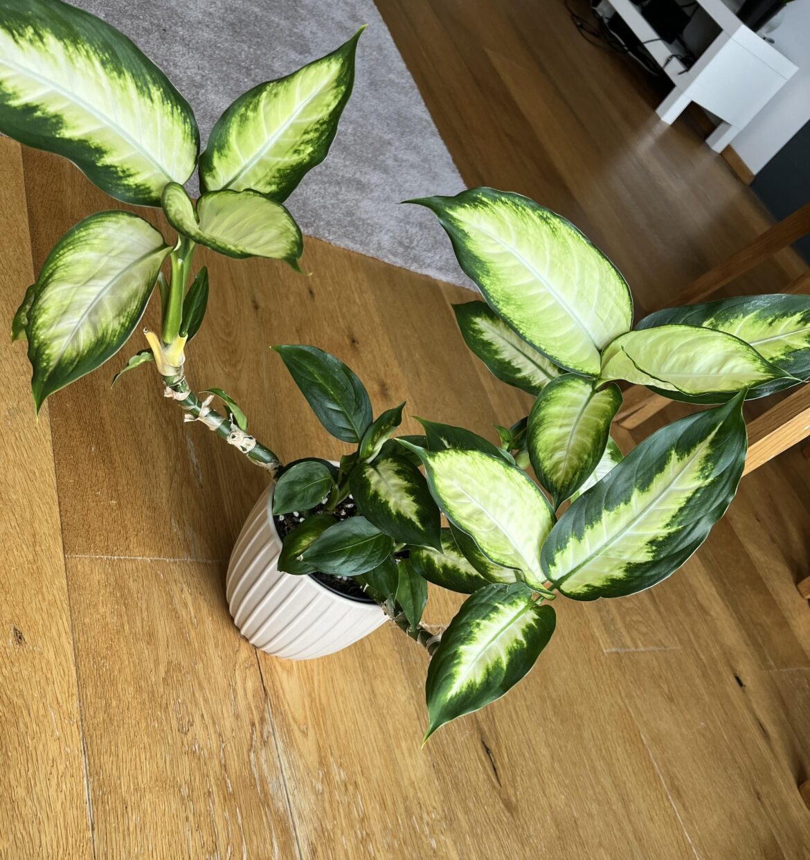 Ugly dieffenbachia. How do i make it pretty? Ugly dieffenbachia. How do i make it pretty?