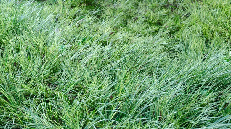 A close-up of sedge.