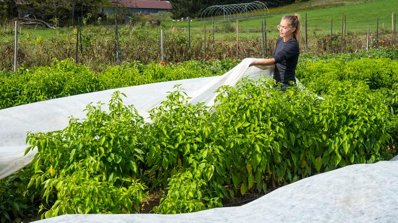 A woman covering her plants with a white plant cover.