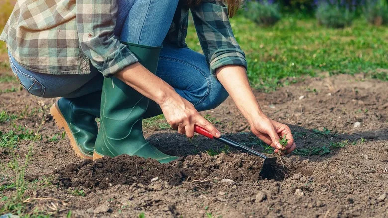 Person pulling up plants and raking in garden bed.