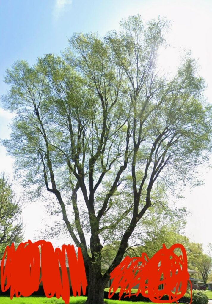 Tree removed that we didn’t request.