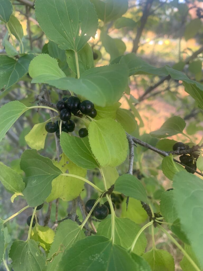 Please help me identify the berry my child just ate Please help me identify the berry my child just ate