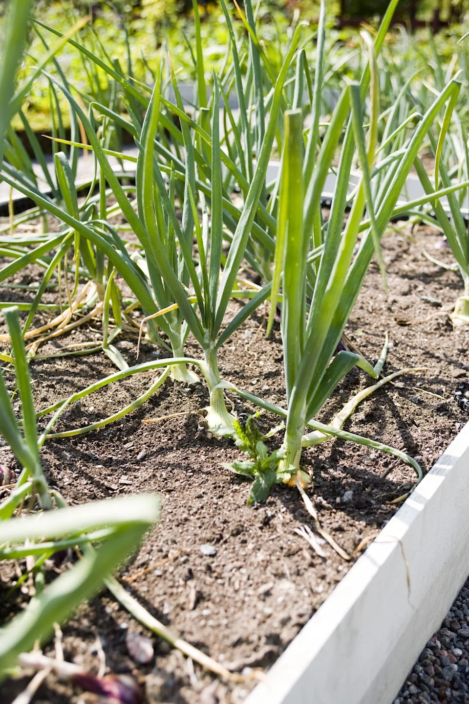 how to grow garlic