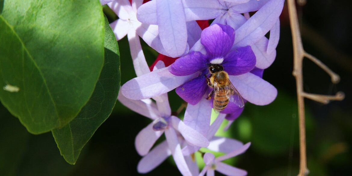 UK Gardeners Told To Plant These Now For Happy Bees In Spring