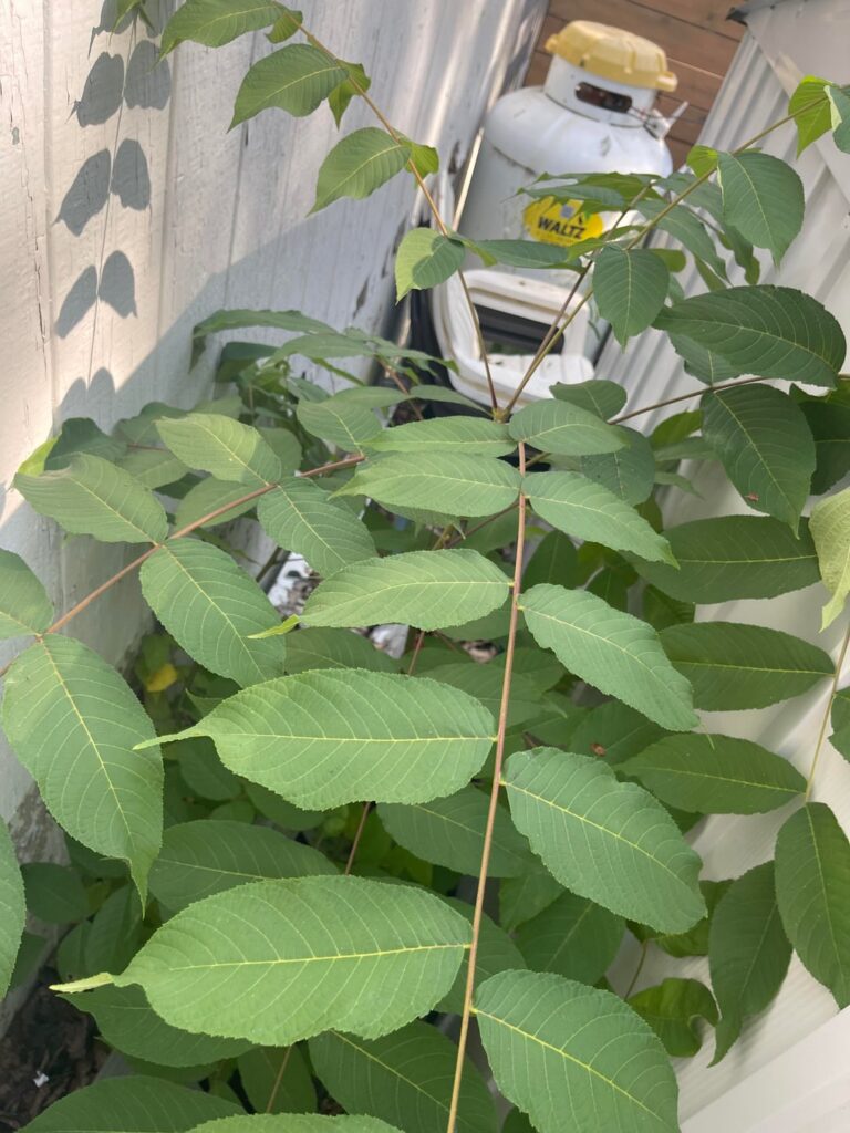 Really hoping this isn’t Tree of Heaven