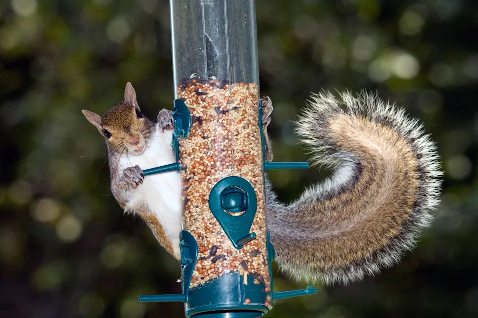 Here are som expert tips on how to squirrel-proof your bird feeders (Alamy/PA)