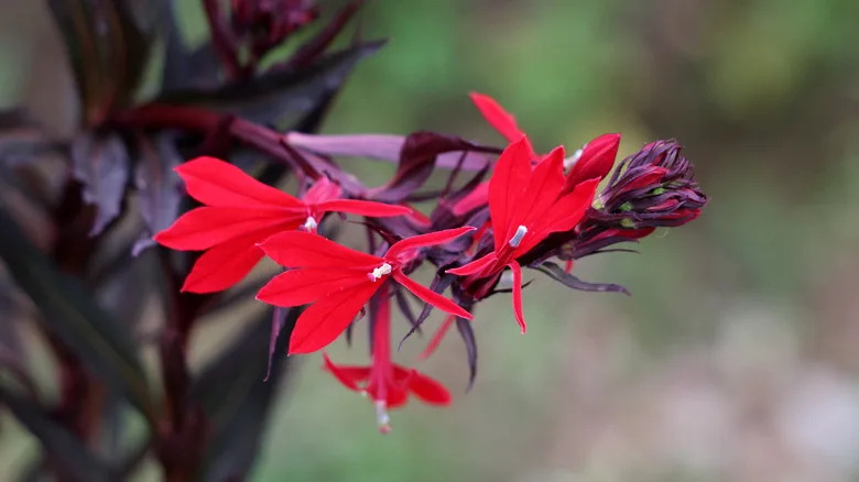 A close up of cardinal flower lobelia cardinalis