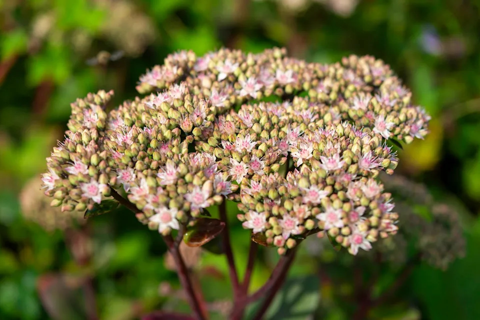 a succulent perennial plant grown in gardens for its foliage and flowers heads of pale pink.