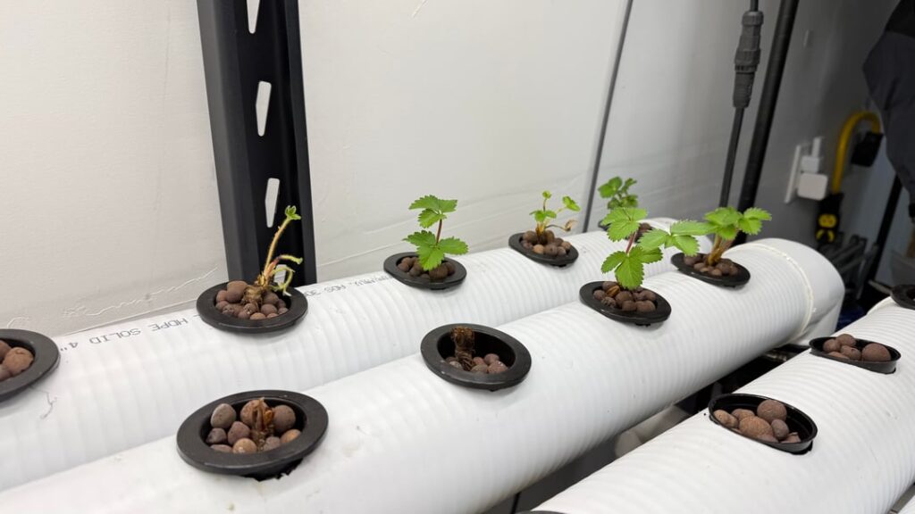 NFT Strawberry update