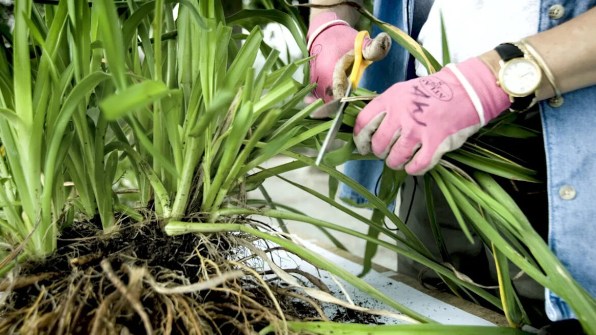 The Easy Fall Gardening Task That Doubles Your Perennials Yahoo lifestyle home