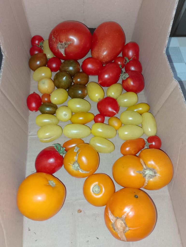 Italian Summer Harvest