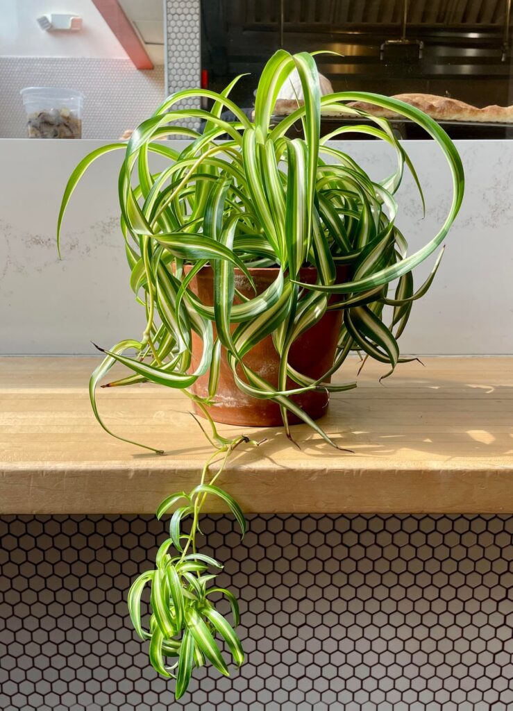 Been taking care of the plants at work now for nearly a year. Here are a few of my favorite glow ups!