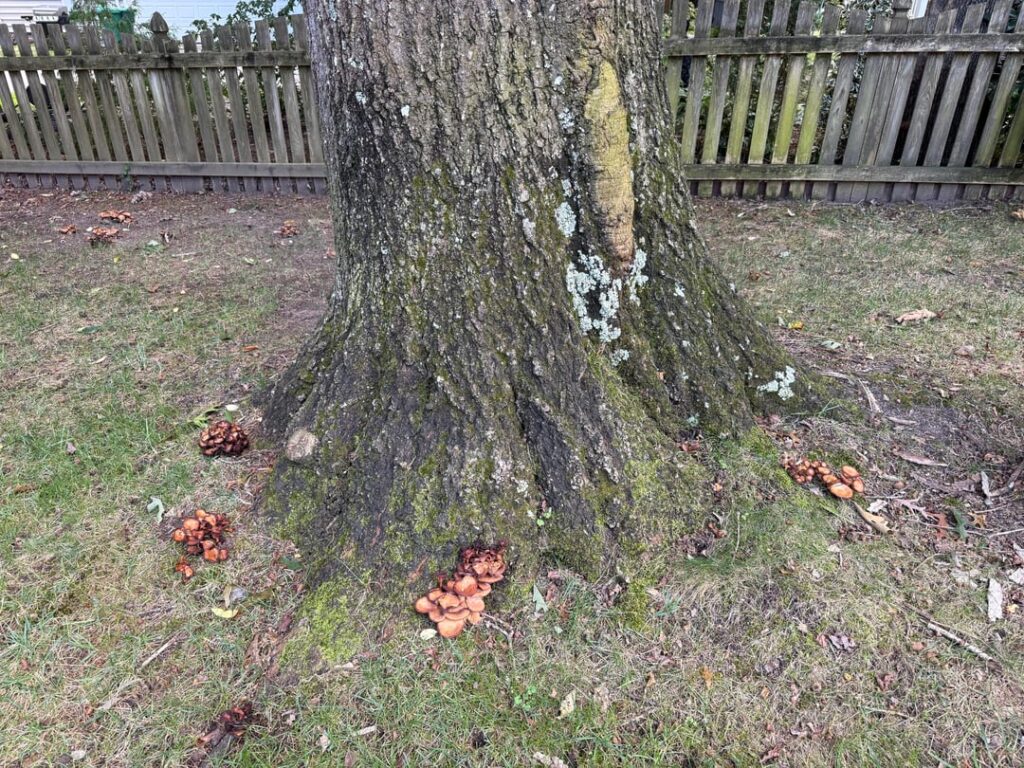 Are Mushrooms Always a Sign that a Tree is Doomed?