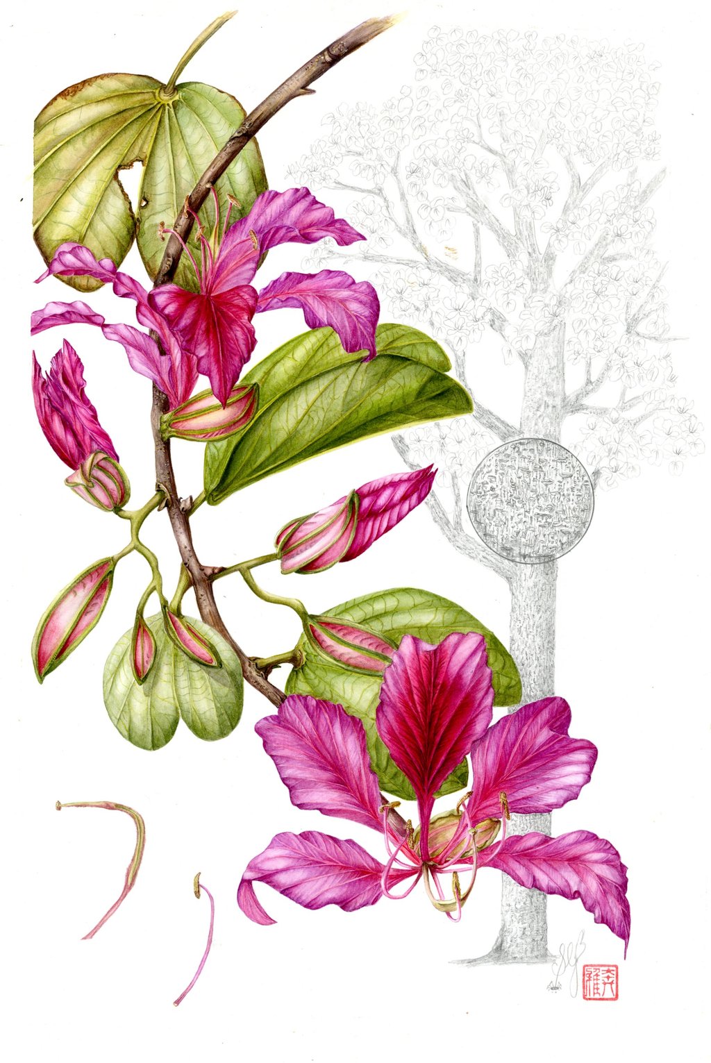 One of Sally Bunker’s botanical art illustrations from the book Portraits of Trees of Hong Kong and Southern China. Photo: courtesy Sally Bunker