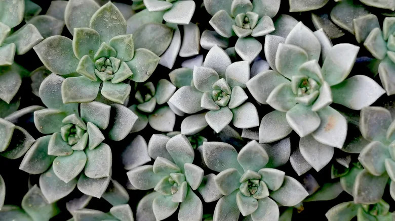 the greeny-gray rosettes of a graptopetalum