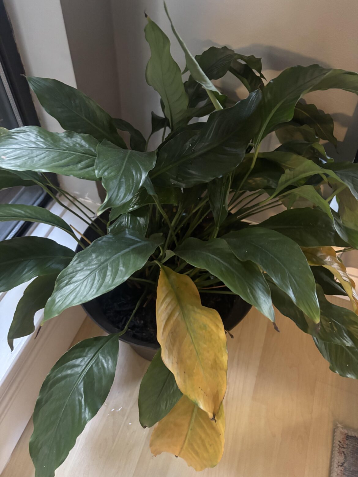 Help me care for this plant I inherited Help me care for this plant I inherited