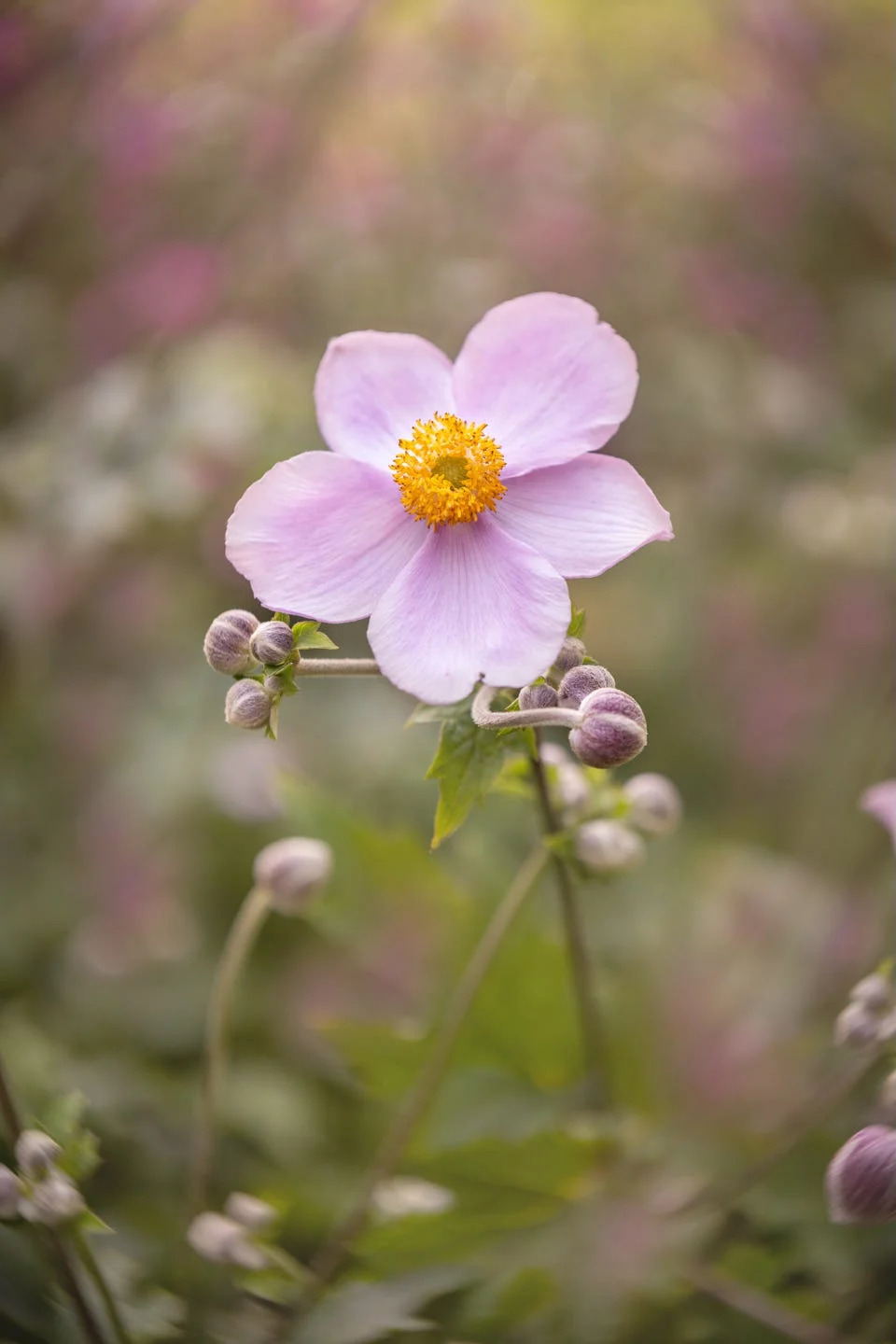 anemone flower